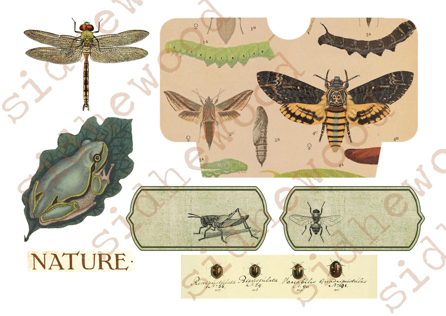 bugs & beasties - digital download (printable file)